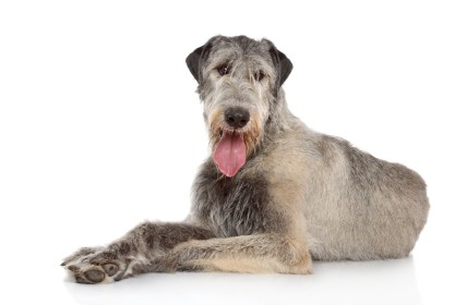 Irsk Ulvehund